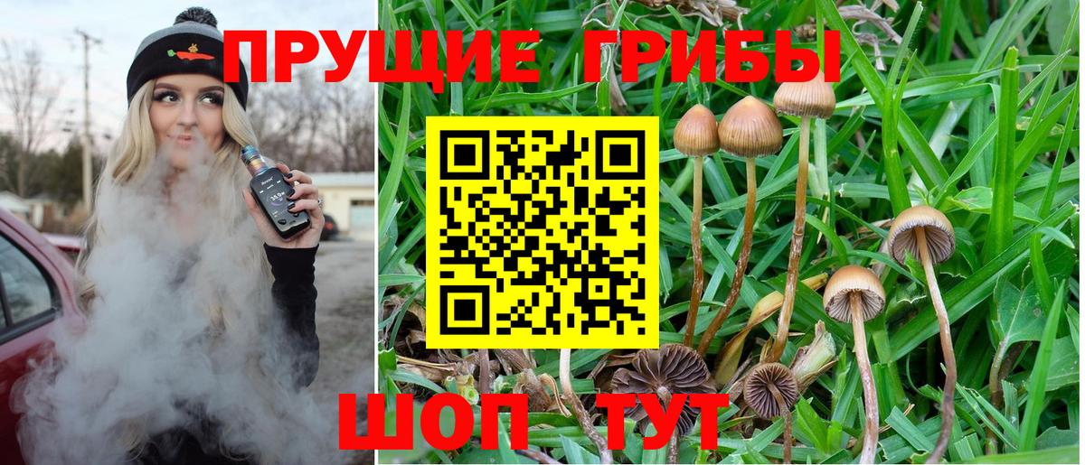 Псилоцибиновые грибы ЛСД  Псилоцибиновые грибы Cubensis  Вход с VPN  Георгиевск 